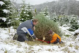 Father and son cut down Christmas tree