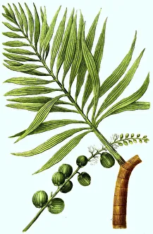 Faufel Pinas, sive Areca sylvestris