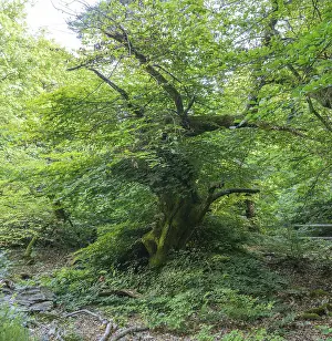 Faux de Verzy beech forest, Verzy, Marne, France