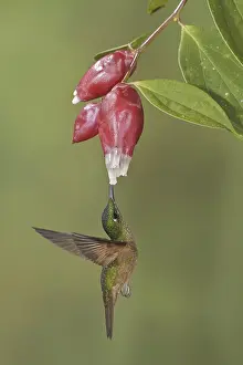 Fawn-breasted Brilliant (Heliodoxa rubinoides)