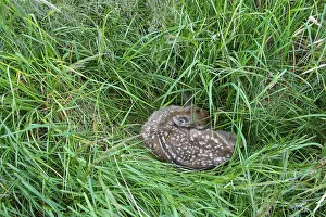 Fawn of a fallow deer (Dama dama) hidden in a meadow