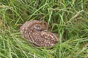 Fawn of a fallow deer (Dama dama) hidden in a meadow