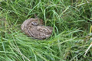 Fawn of a fallow deer (Dama dama) hidden in a meadow