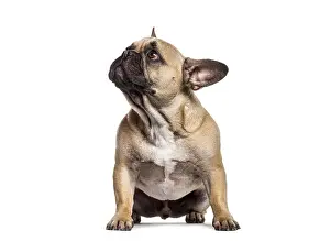 Framed Print : Fawn french bulldog puppy sitting on white background looking up