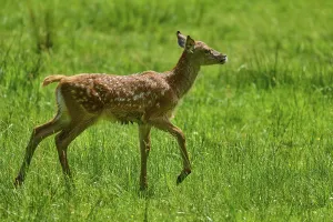 Category Wildlife DE Prints: Fawn running freely across the green meadow