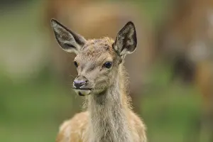 A fawn stands attentively in the forest and peers around curiously