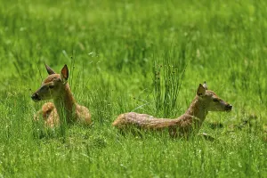 Category Wildlife DE Prints: Two fawns lying relaxed next to each other in the tall grass