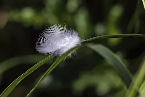 Down feather