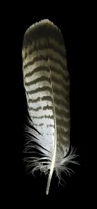 Feather from a bird of prey in white back