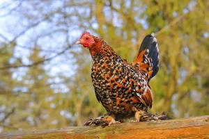 Feather-footed bantam, hen