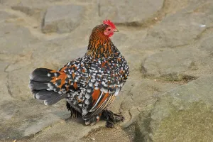 Feather-footed bantam, hen