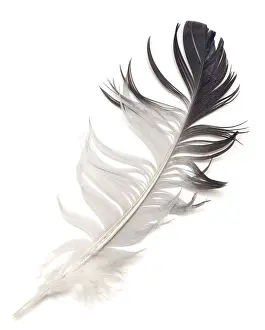 Feather isolated on white background