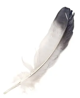 Feather isolated on white background