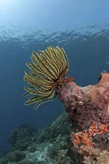 Feather star (Crinoidea spec.) on sponge in reef habitat