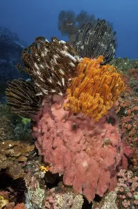 Feather stars (Cenometra bella) on pink Sponge (Porifera)