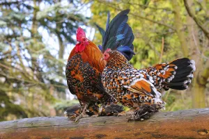 Feathered bantams, pair