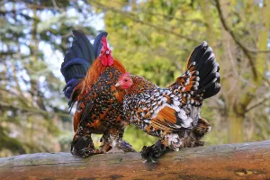 Feathered bantams, pair