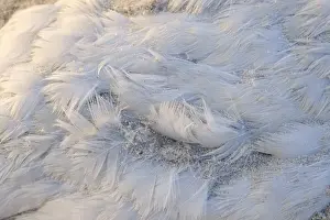 Feathers of a seagull, Juist, Toewerland