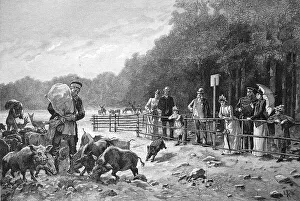 Feeding the game in the royal zoo at Moritzburg in Saxony