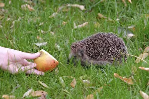 Feeding hedgehog (Erinaceus europaeus), apple