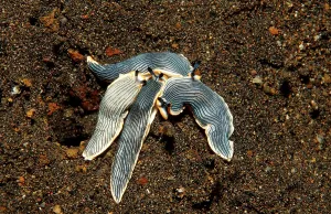 Feeding nudibranches Armina sp