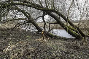 Feeding traces of beavers (Castor fieber) on willows (Salix)