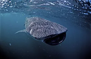 Feeding Whale shark (Rhincodon typus)