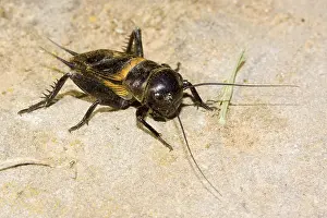 Feldgrille Gryllus campestris