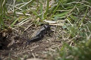 Feldgrille, Gryllus campestris, cricket