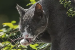 Felidae (Felis catus) licking its paw