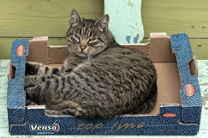 Felidae (Felis catus) lying in an empty fruit box