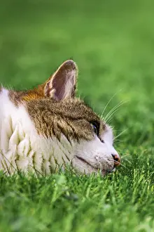 Felidae (Felis catus) lying in the grass