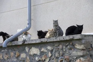 Felidae (Felis catus), Outside