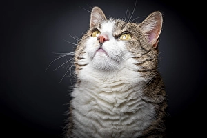 Felidae (Felis catus), tiger white