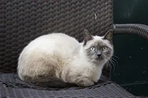Felidae (Felis catus) on a wicker chair
