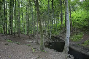 Fellbach, stream, beech (Fagus)