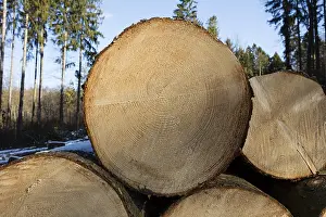 Felled, stacked logs, Arnsberger Wald nature park Park