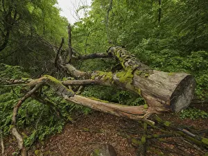 Felled tree trunk in the Sababurg primeval forest