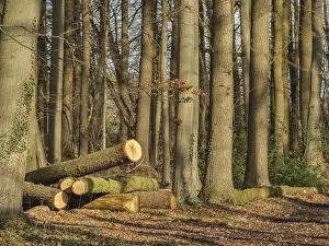 Felled tree trunks lying on the forest floor between tall tree trunks in the sunlight