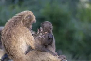 One female with 2 baby Gelada (Theropithecus gelada)