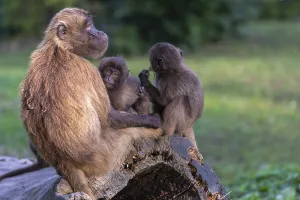 One female with 2 baby Gelada (Theropithecus gelada)