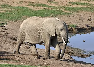 A female African Elephant in the Addo Park