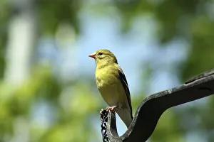 A female American Goldfinch perched on a bird feeder in a forest in spring in Winnipeg