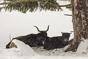 One female aurochs or urus or ure (Bos primigenius)