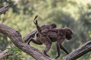 One female with one baby Gelada (Theropithecus gelada)