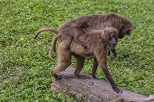 One female with one baby Gelada (Theropithecus gelada)