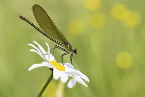 Female banded damselfly (calopteryx splendens) on daisy flower