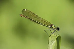 Female banded demoiselle (Calopteryx splendens)