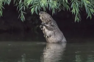 Female beaver (Castor fiber) eats willow leaves