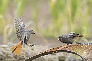 Female black redstart (Phoenicurus ochruros) approaching to feed a young bird on a wire mesh